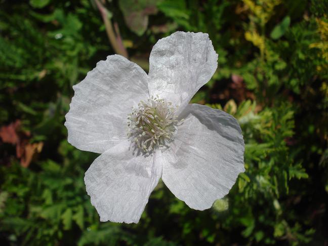 Papaver hybridum / Papavero spinoso (Apocromia)