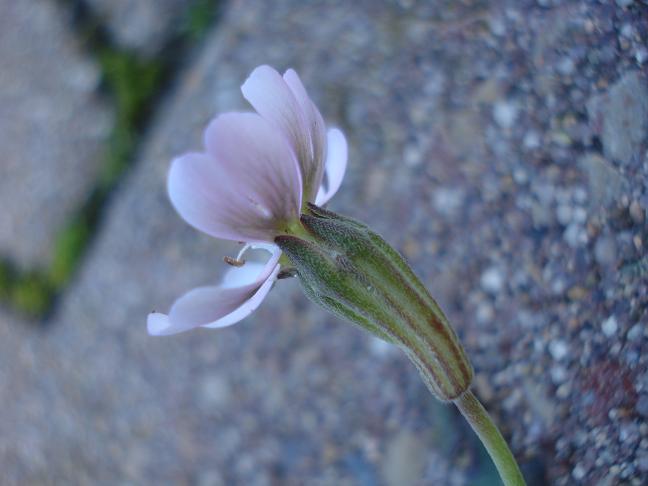 Silene nummica / Silene moneta