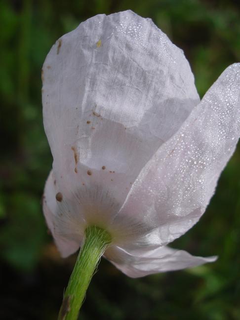Papaver hybridum / Papavero spinoso (Apocromia)