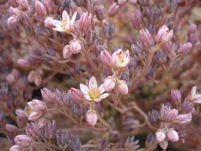 Sedum dasyphyllum