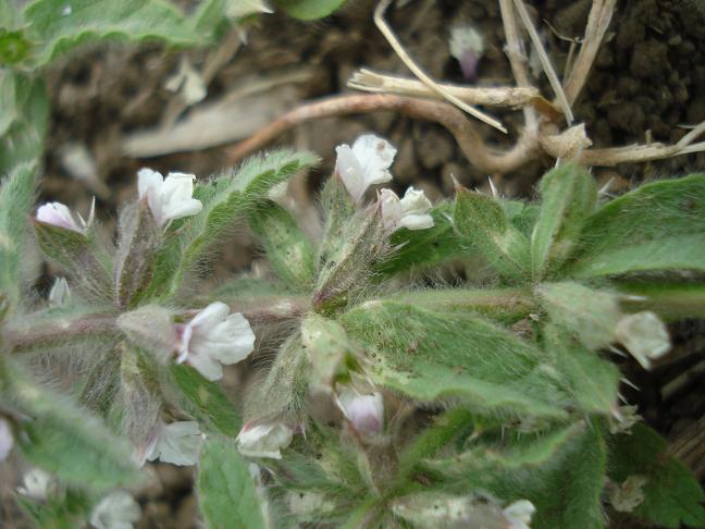 Sideritis romana