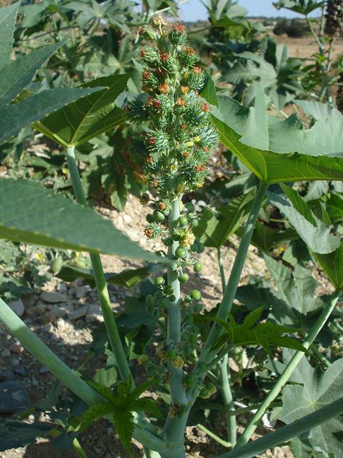 Ricinus communis