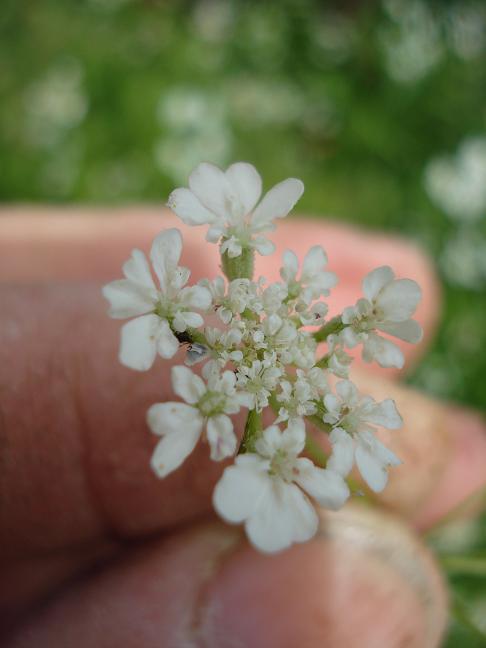 Torilis arvensis sl. / Lappolina canaria