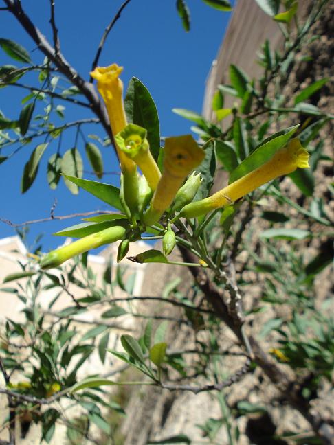 Nicotiana glauca (Solanaceae)