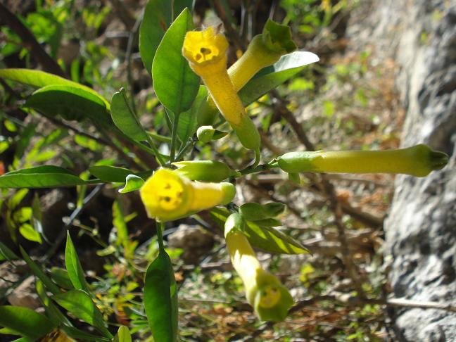 Nicotiana glauca (Solanaceae)