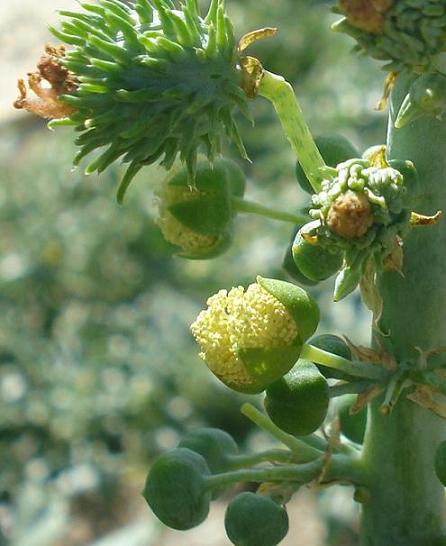 Ricinus communis