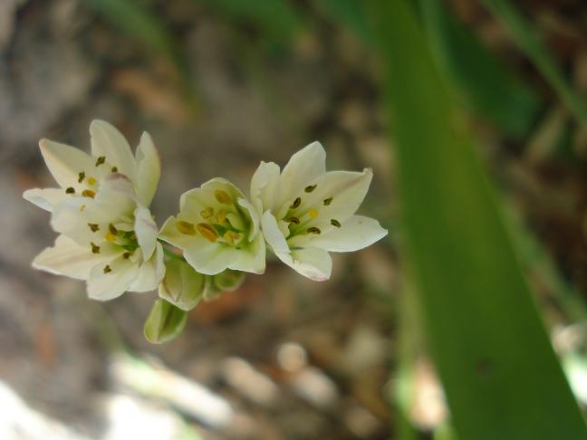 Nothoscordum gracile / Aglio fragrante