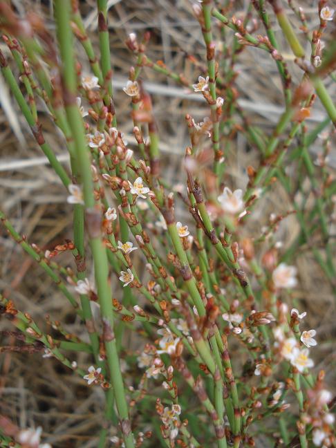 Polygonum scoparium
