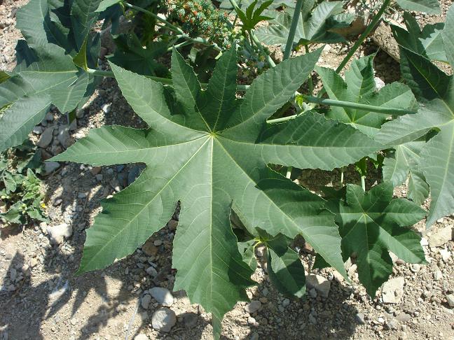 Ricinus communis
