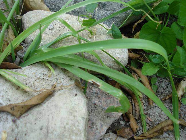 Nothoscordum gracile / Aglio fragrante