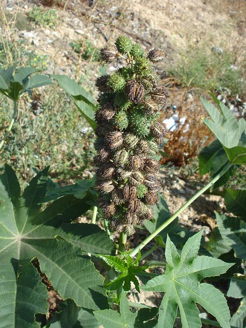 Ricinus communis
