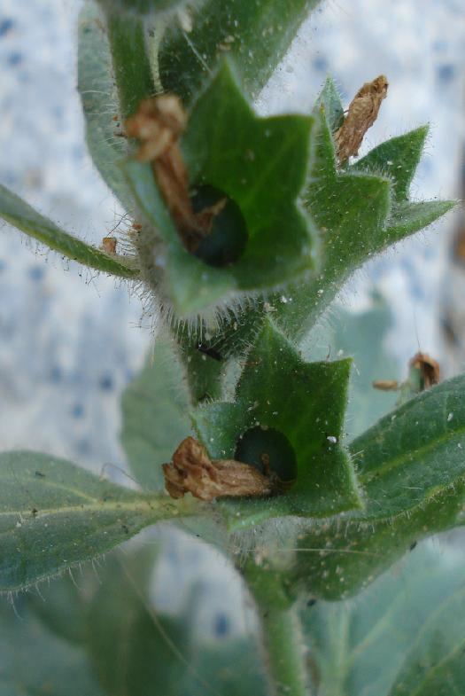 Hyoscyamus albus