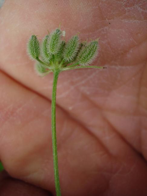 Torilis arvensis sl. / Lappolina canaria