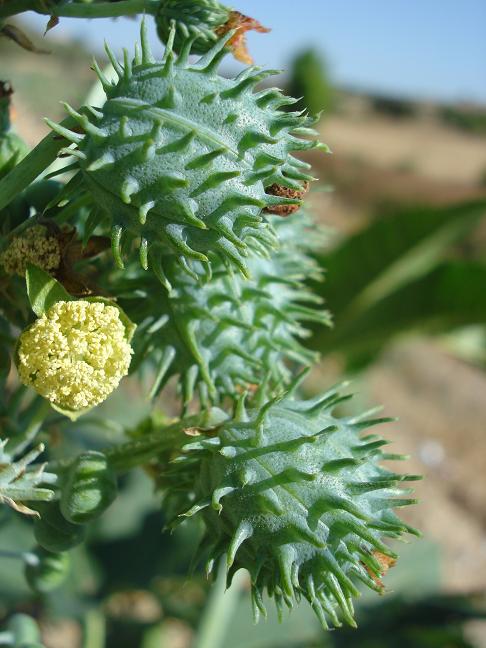 Ricinus communis