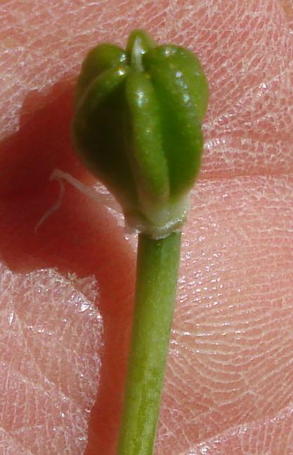 Ornithogalum d.d.
