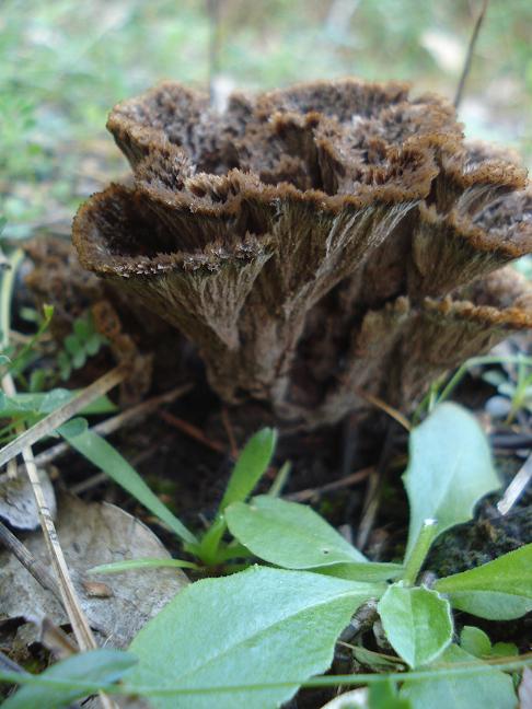 Thelephora terrestris ? (Thelephora terrestris)