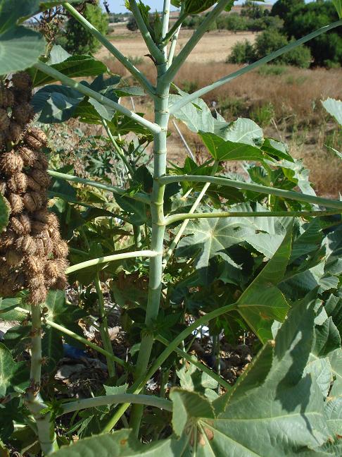 Ricinus communis