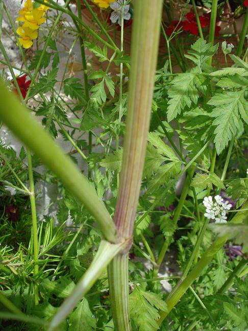 Torilis arvensis sl. / Lappolina canaria