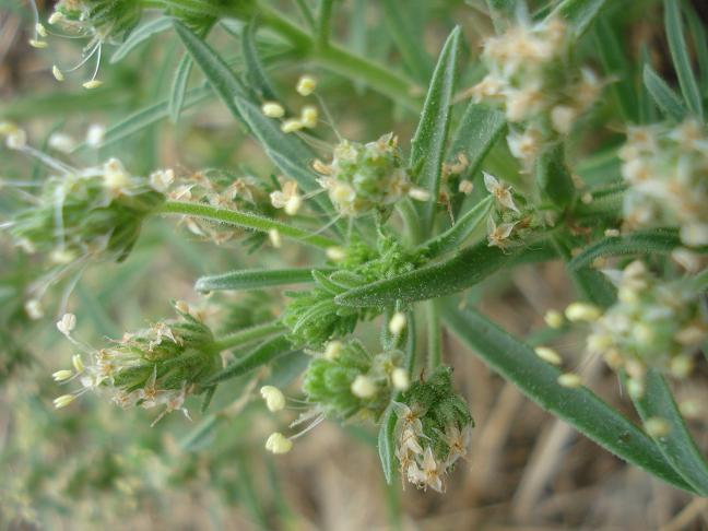 Plantago afra