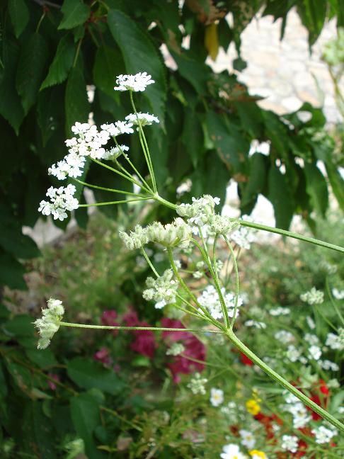 Torilis arvensis sl. / Lappolina canaria