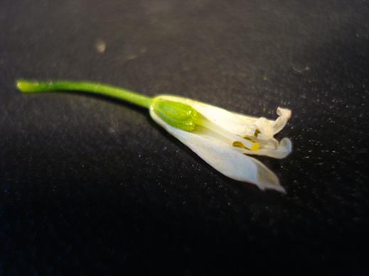 Nothoscordum gracile / Aglio fragrante