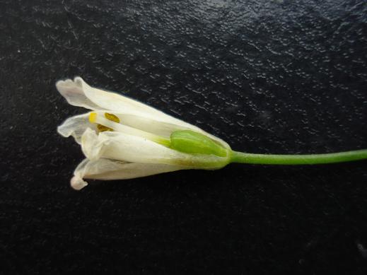 Nothoscordum gracile / Aglio fragrante