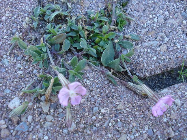 Silene nummica / Silene moneta