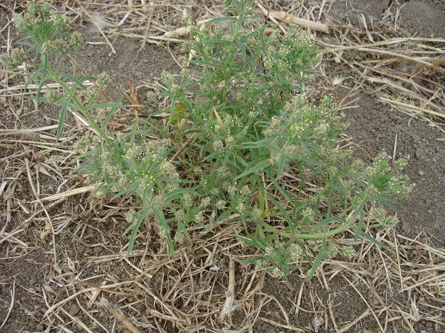 Plantago afra