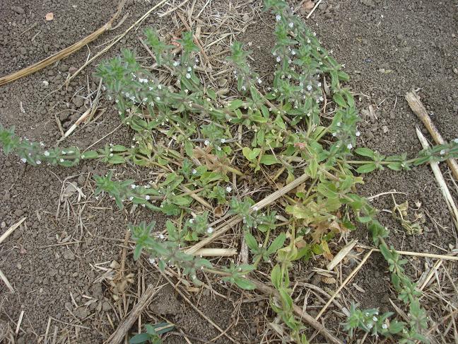 Sideritis romana