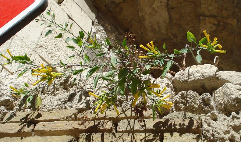 Nicotiana glauca (Solanaceae)