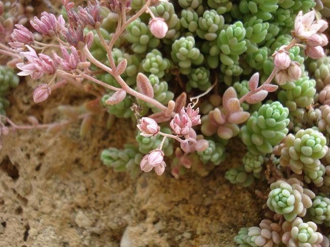 Sedum dasyphyllum