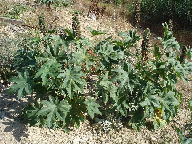 Ricinus communis