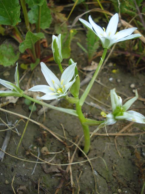 Ornithogalum d.d.