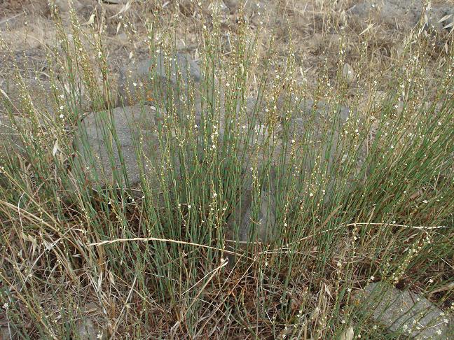 Polygonum scoparium