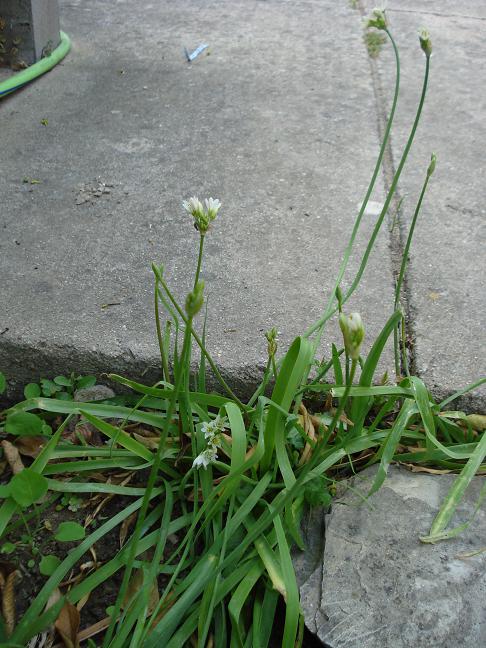 Nothoscordum gracile / Aglio fragrante