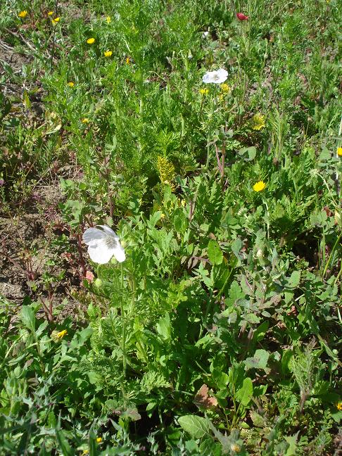 Papaver hybridum / Papavero spinoso (Apocromia)