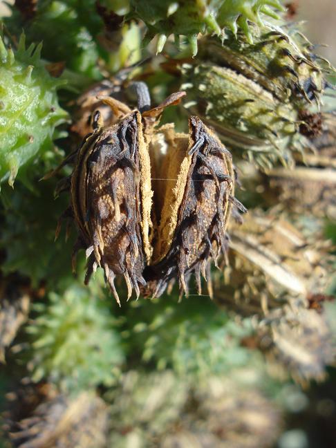 Ricinus communis