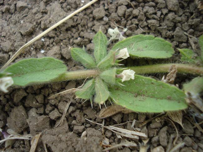 Sideritis romana