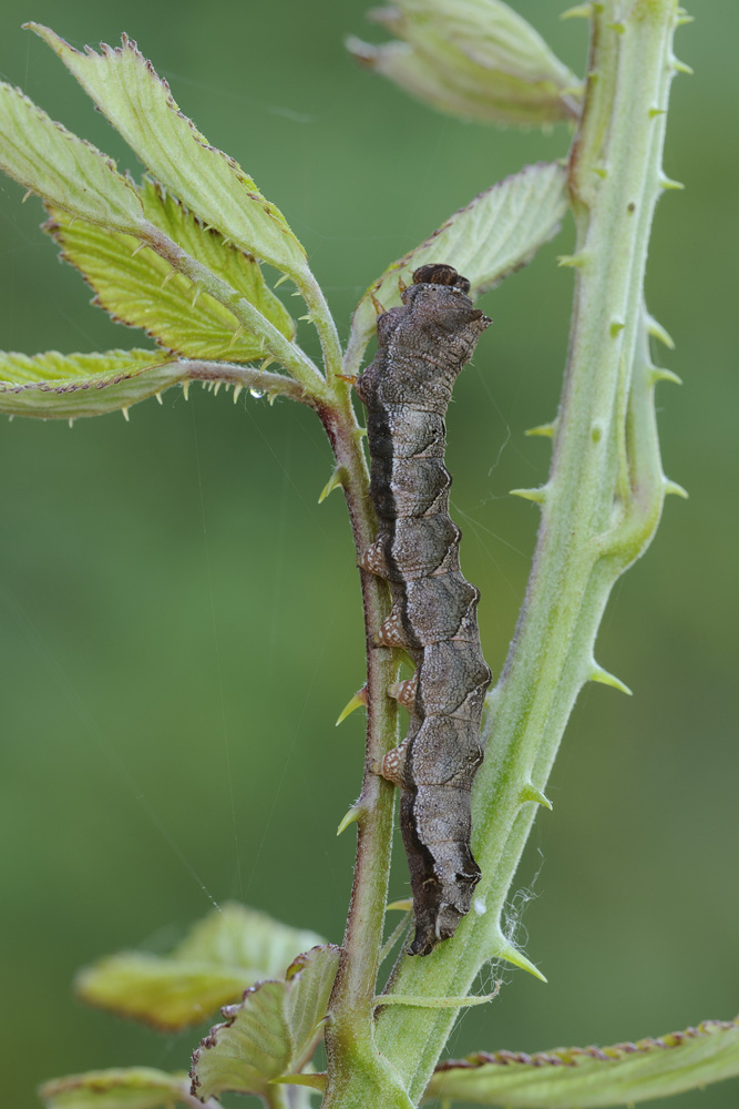 Richiesta ID - Thyatira batis