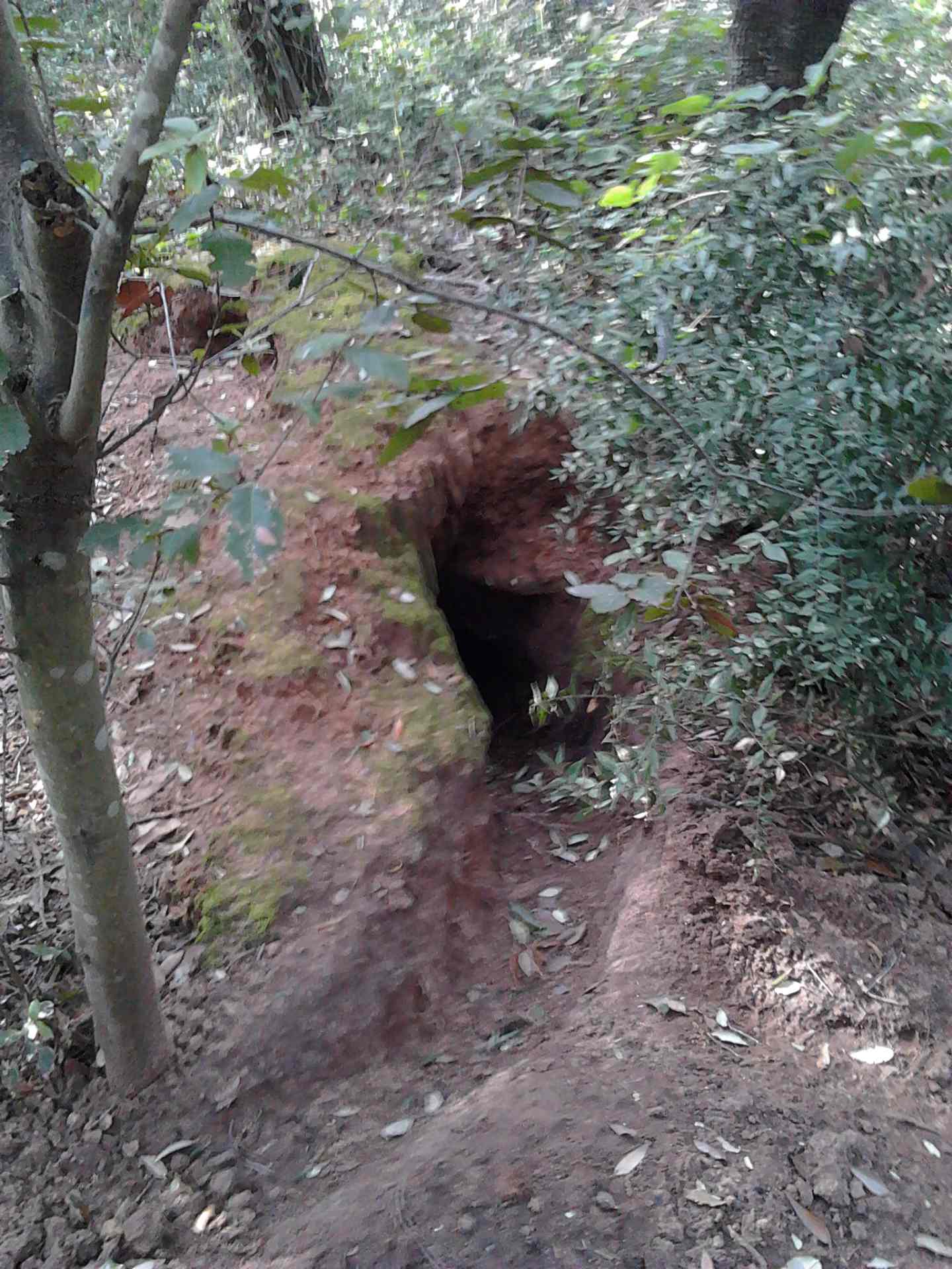 Identificazione orme