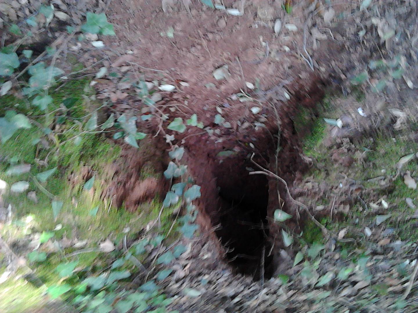 Identificazione orme
