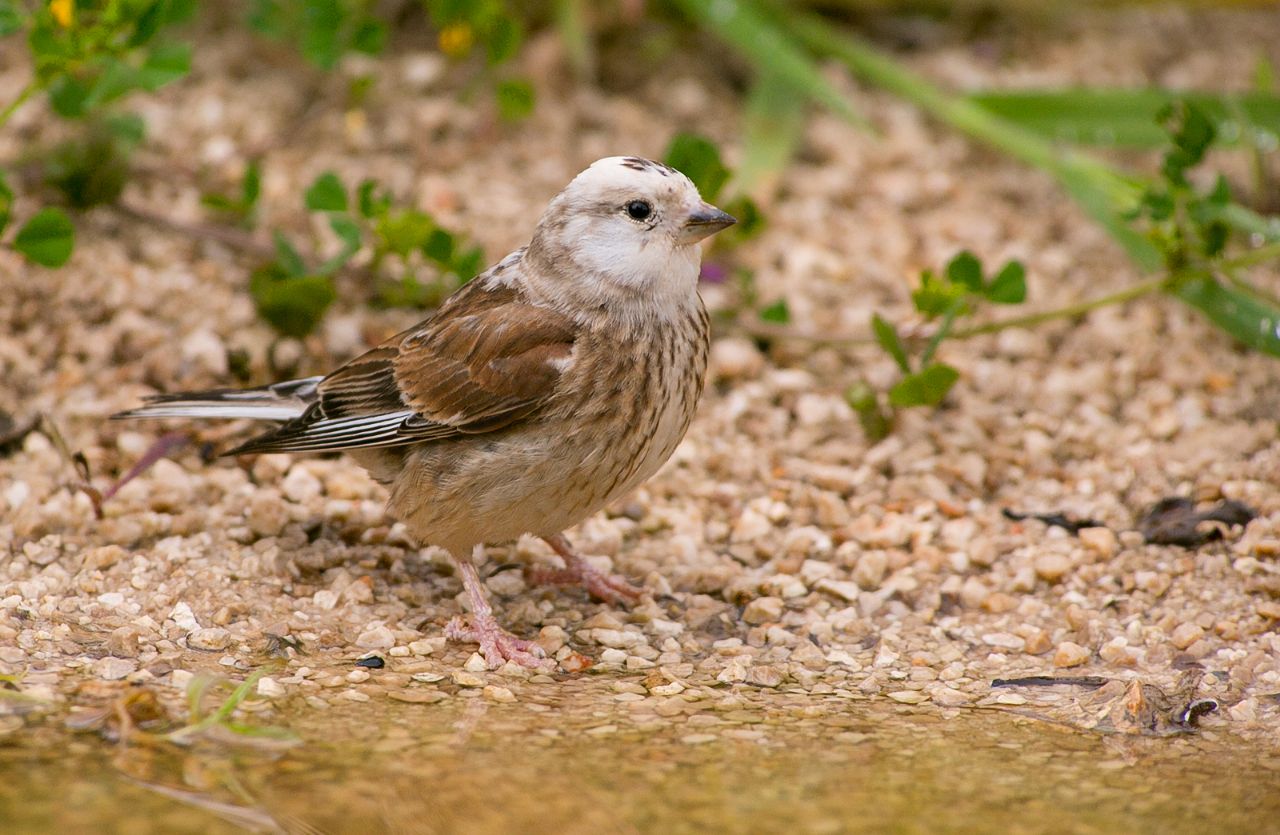 Fanello (Carduelis cannabina): individuo parzialmente leucistico