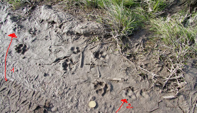 Identificazione orme