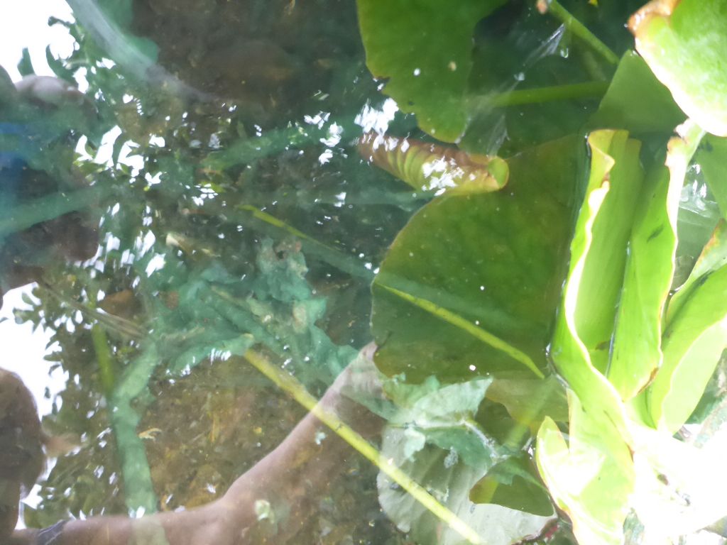 Alga invasiva - Sardegna