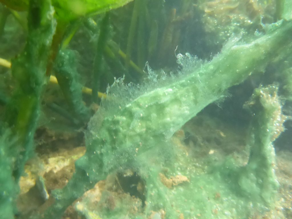 Alga invasiva - Sardegna