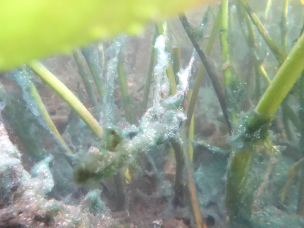 Alga invasiva - Sardegna