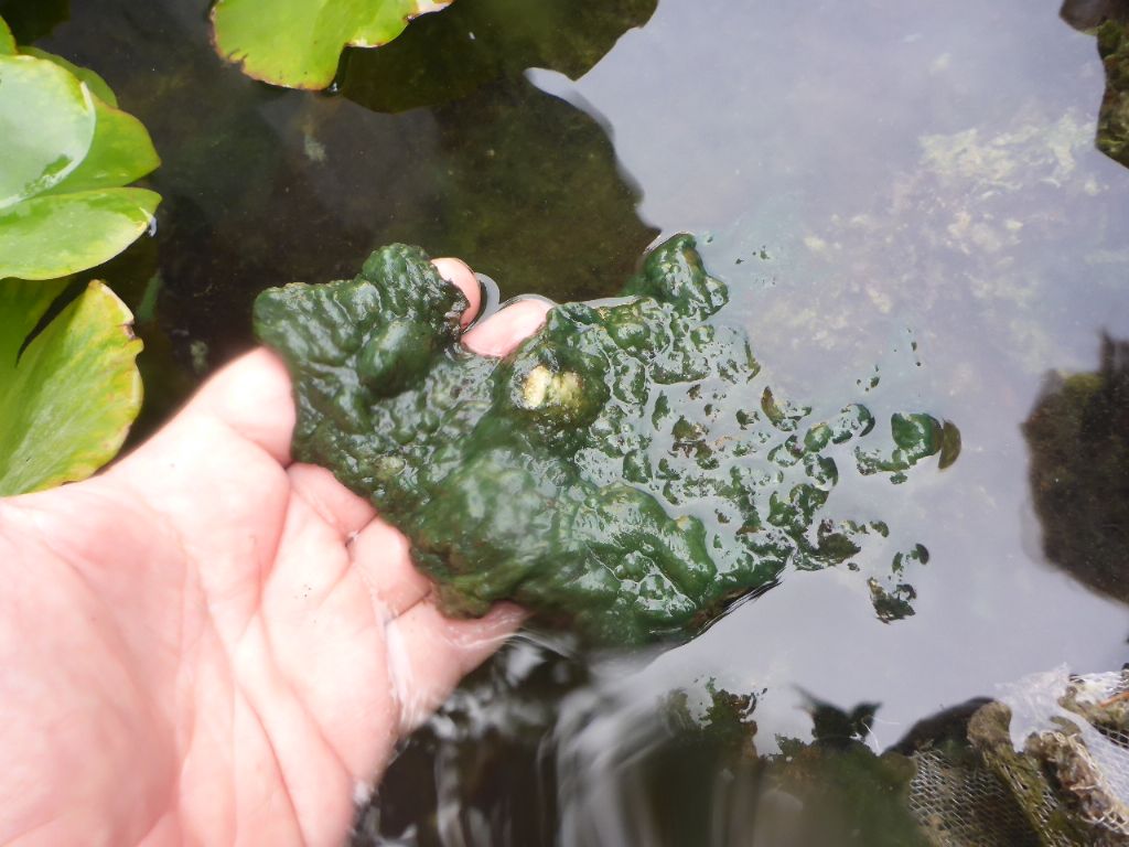 Alga invasiva - Sardegna