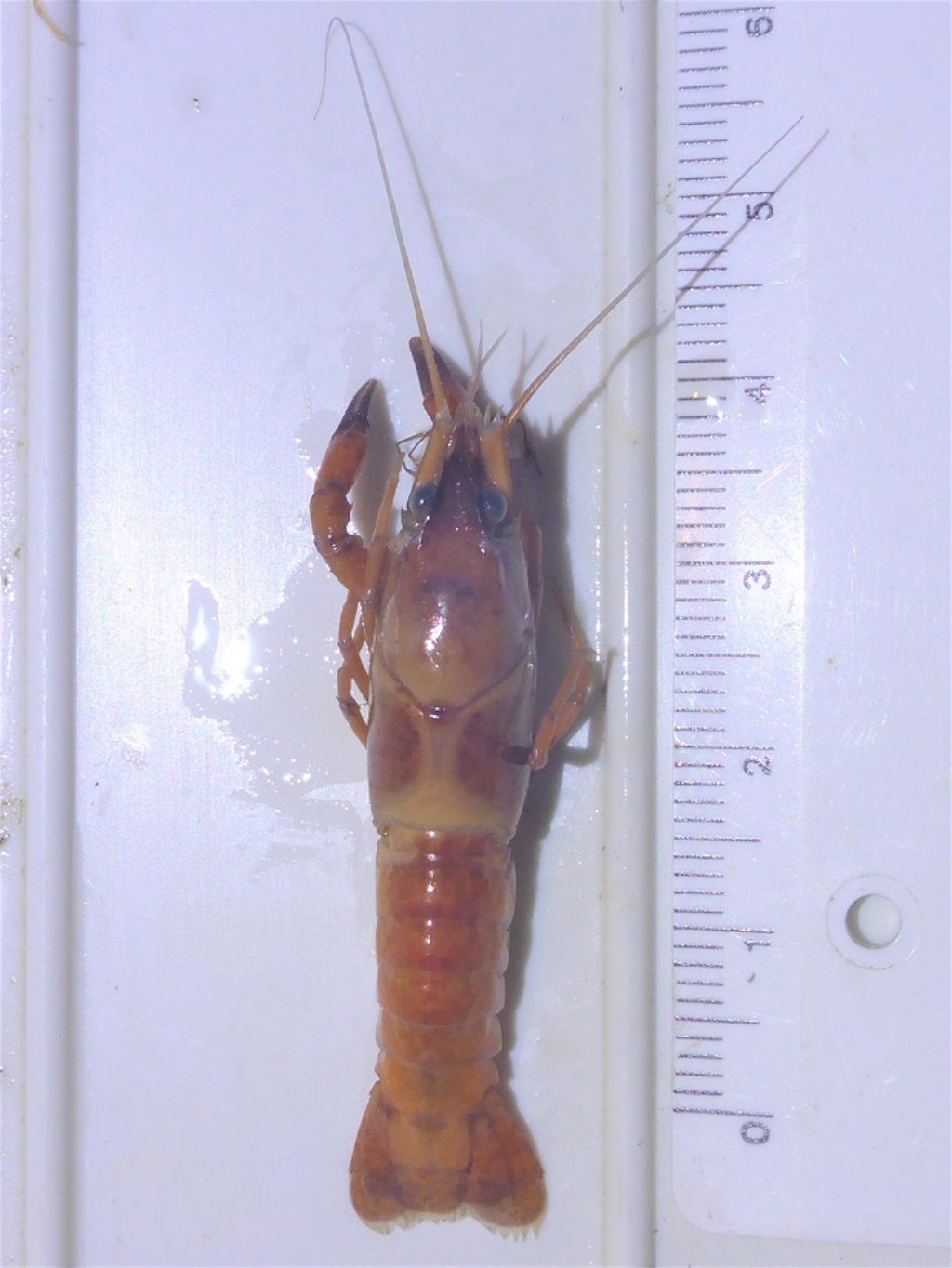 Procambarus clarkii?