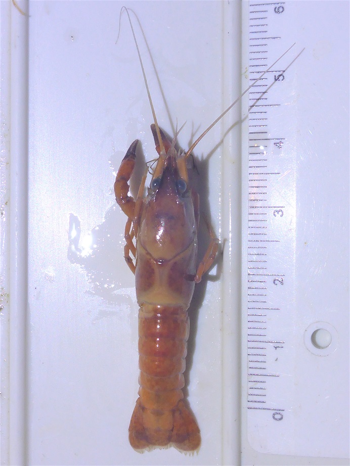 Gambero del Mississipi - Procambarus???