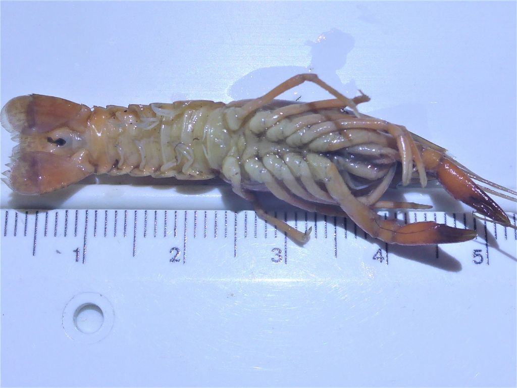 Gambero del Mississipi - Procambarus???